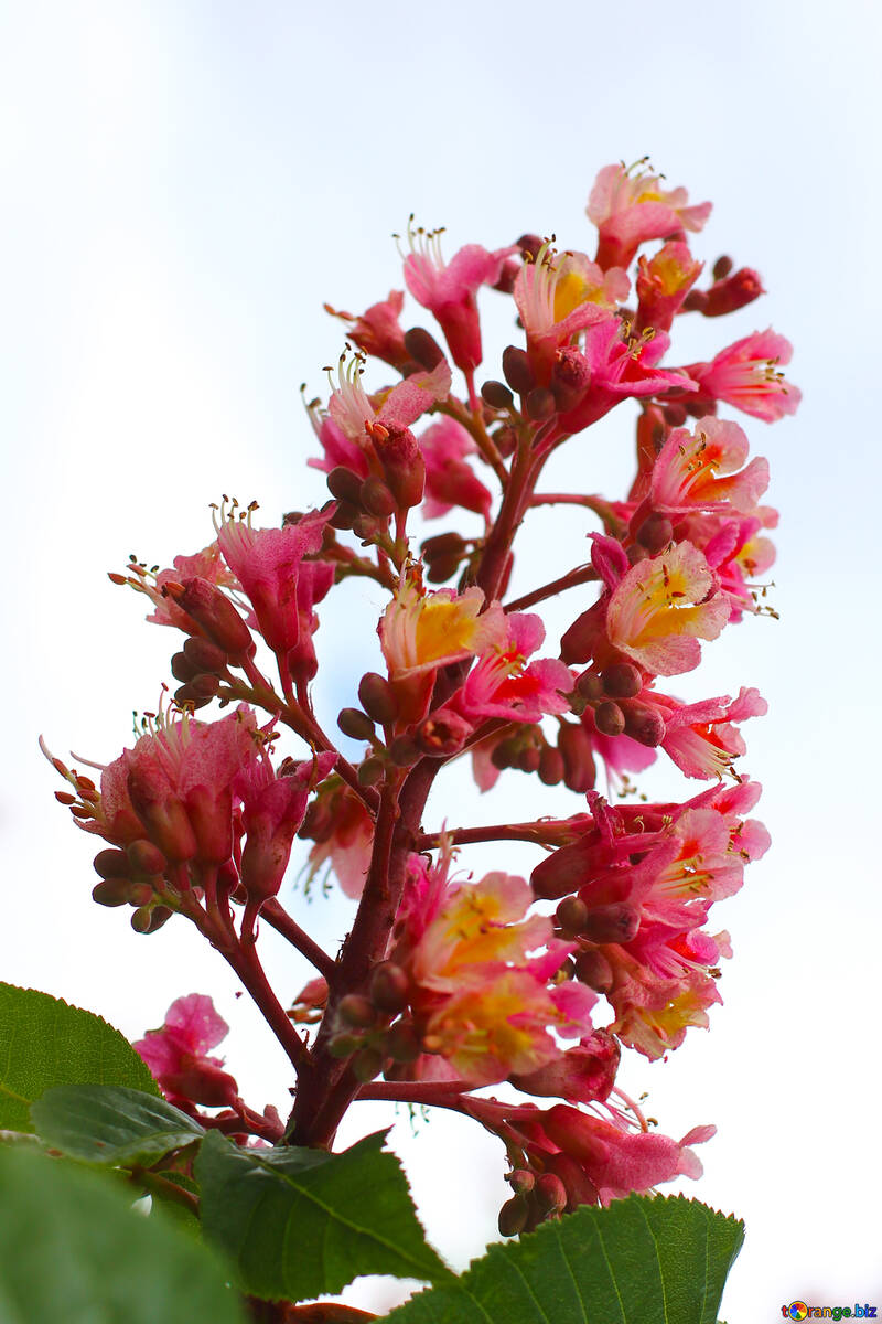 Fiore rosa castagno isolato №37651