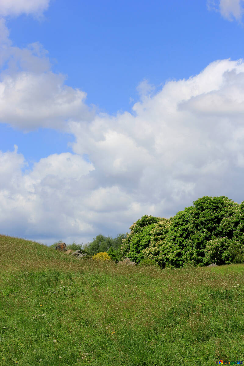 Sommerlandschaft №37358