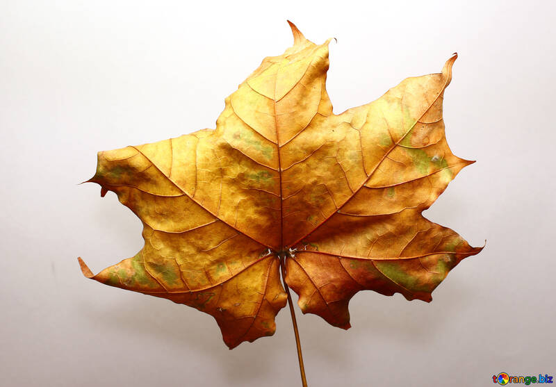 Autumn leaf №37251