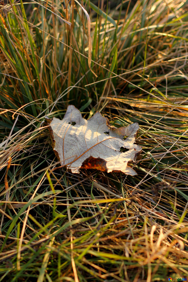 Feuille d`automne dans l`herbe №37226