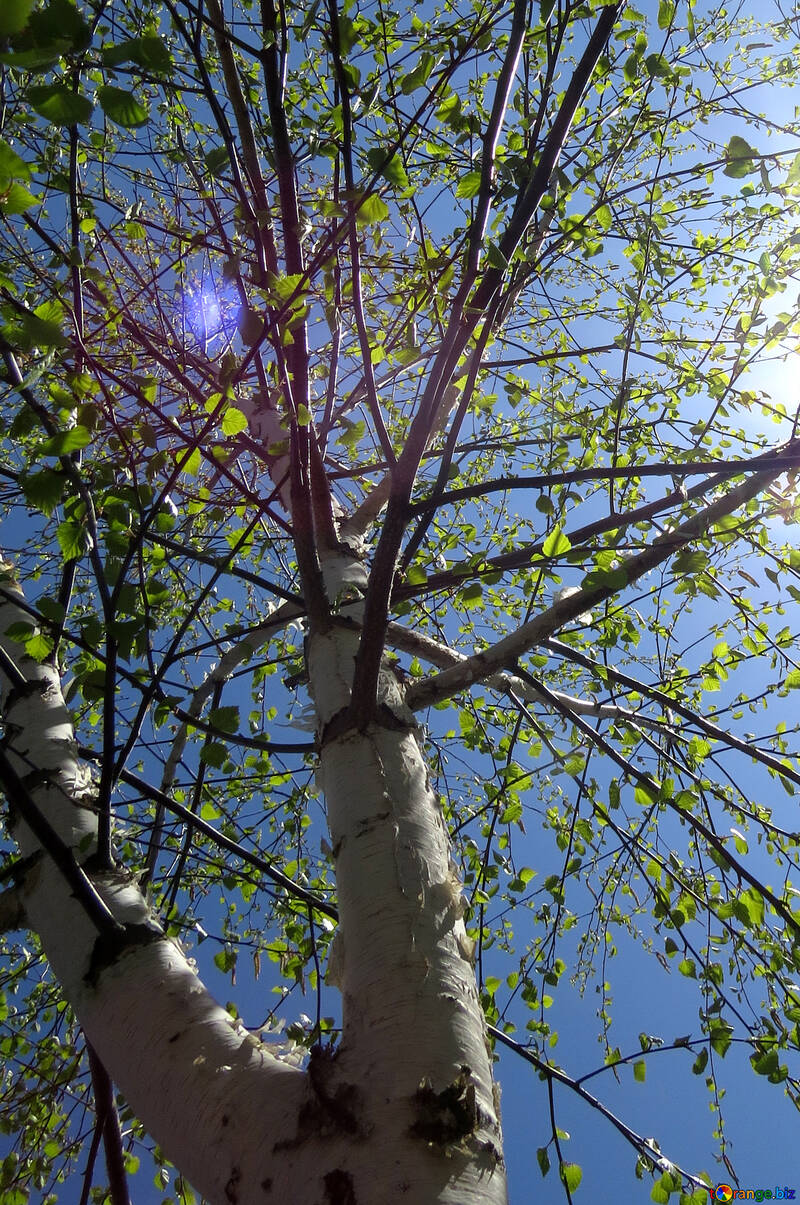Birch with the first leaves №37185