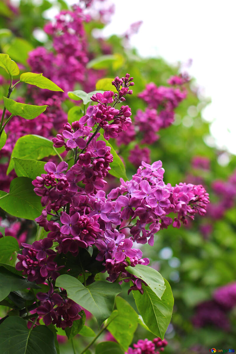 Lilac blooms №37574