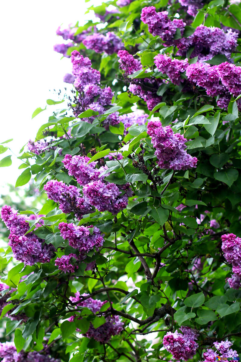 Arbustos em flor lilás brilhante №37455