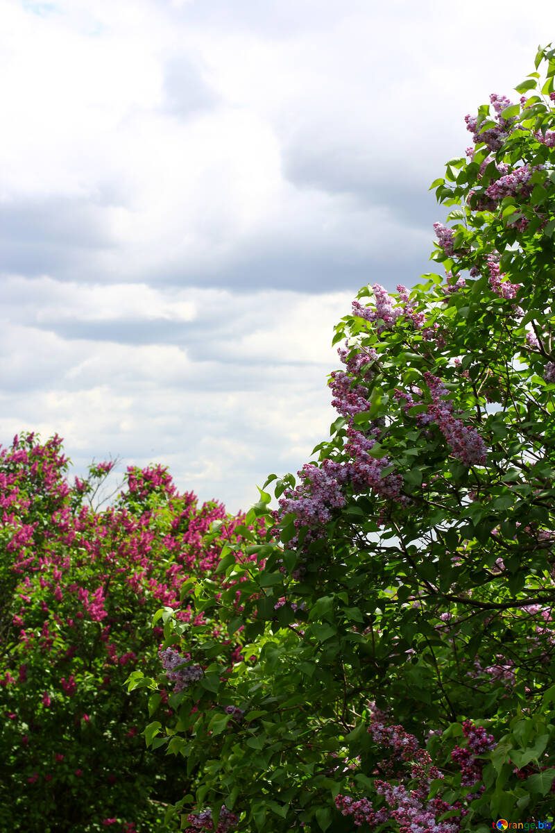 Lilac bushes №37502