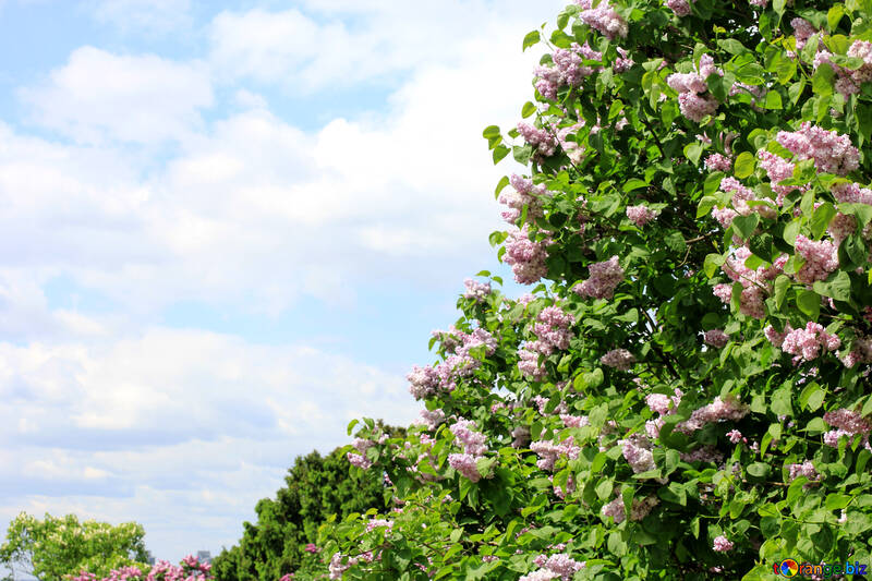 The bushes are blooming lilac №37612