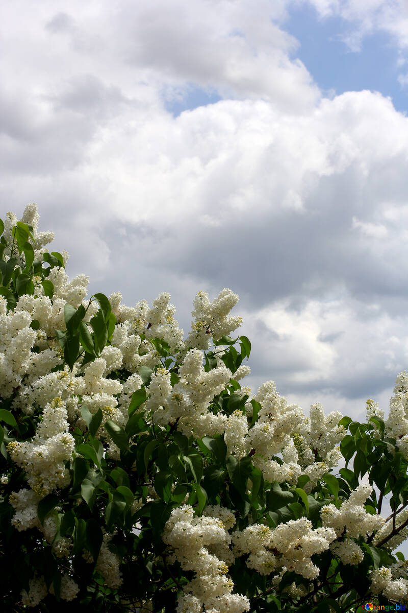 White lilac bushes №37420