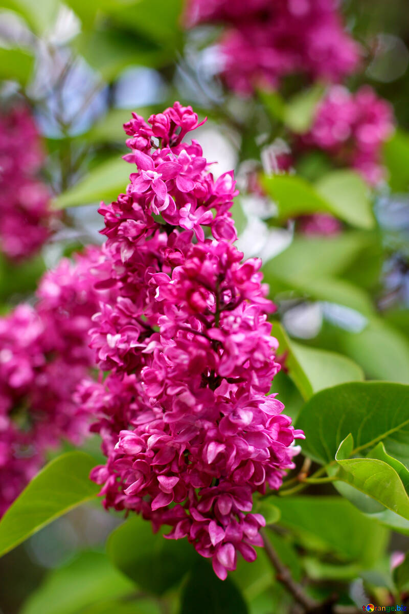 Blooming lilac №37391