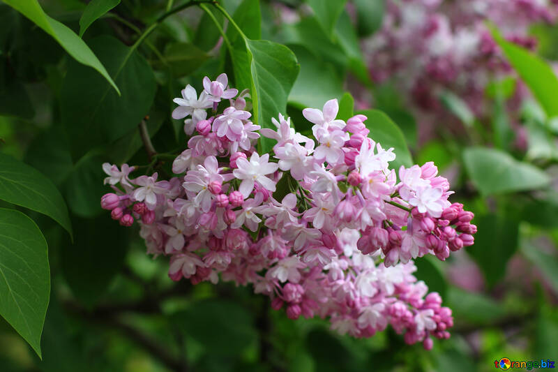 Blooming lilac №37435