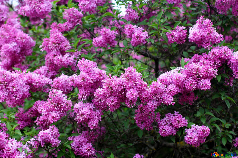 Blooming lilac №37555