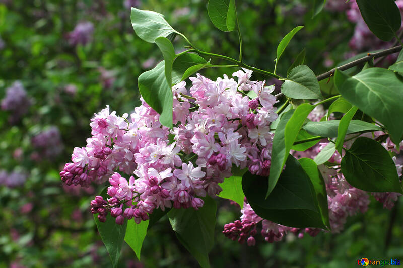 Lilac blooms №37429