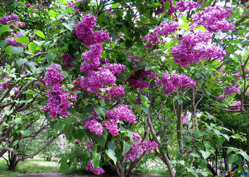 Lilac in Blossom Park №37320