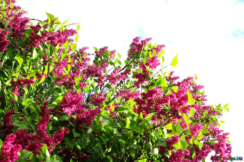 The lilac bushes are blooming №37494