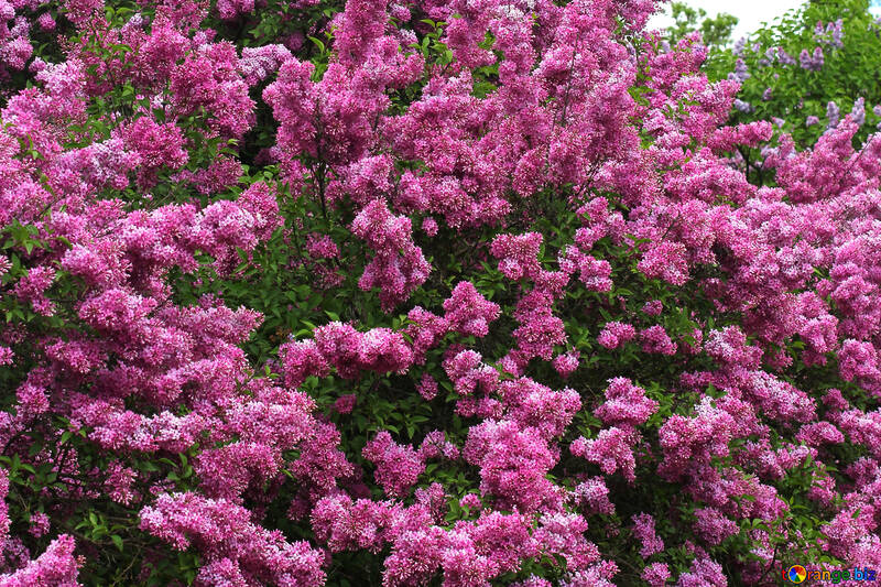 A lot of blossoming lilac №37559