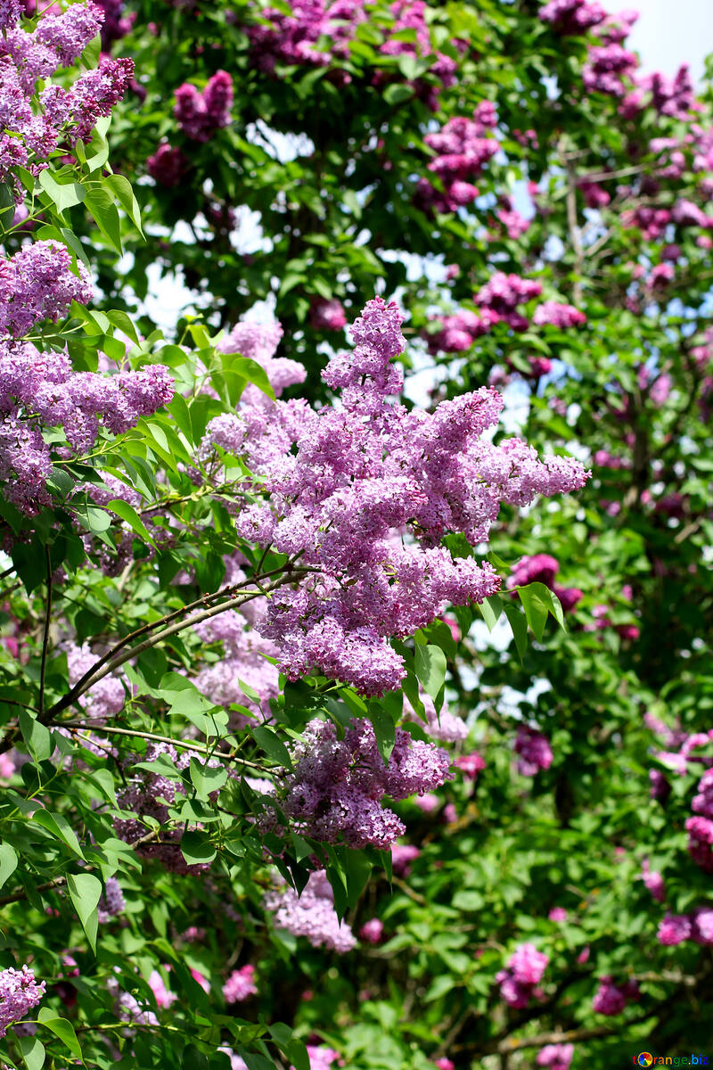 Picture with blossoming lilac №37584