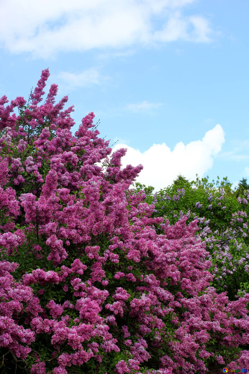 Spring lilac blooms №37557