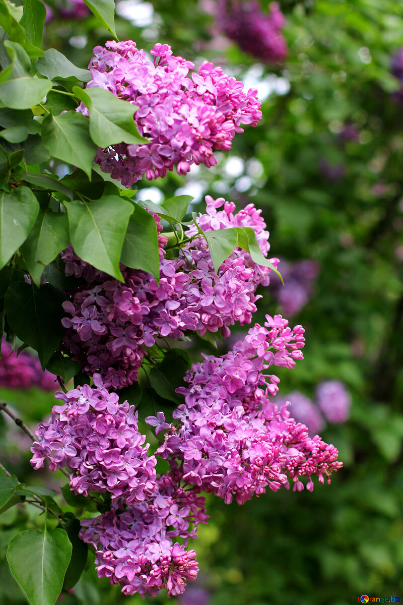 Lilac bouquet №37588