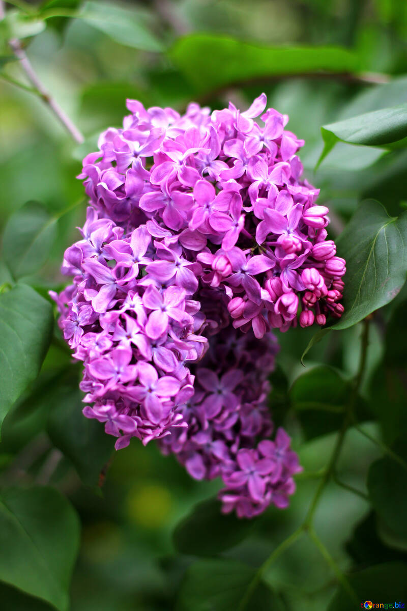 Lilac flower №37459