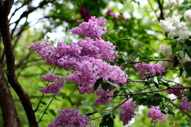 Lilac bushes №37568