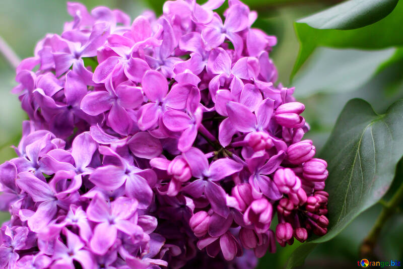 The flowers are lilac №37461