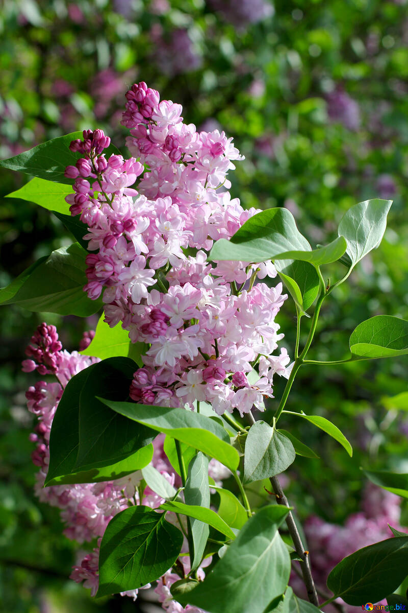 Lilacs in may №37430