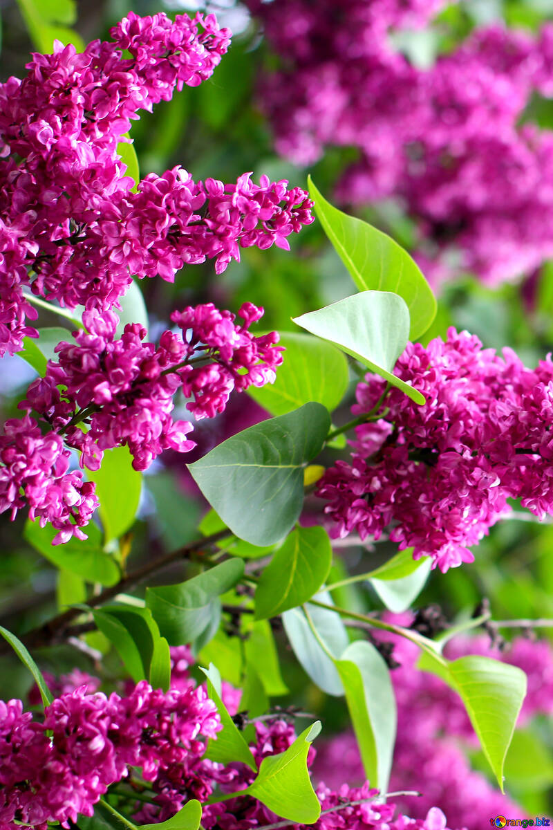 Lilacs in the spring №37388