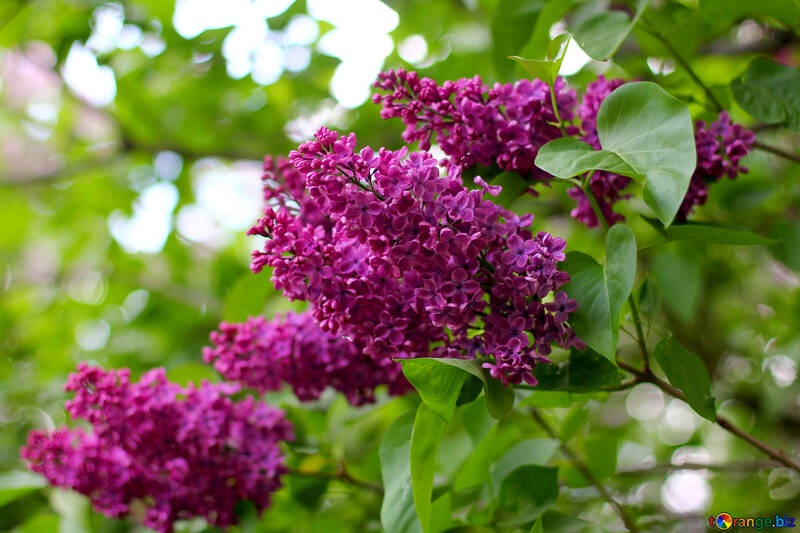 Lilac bushes №37372