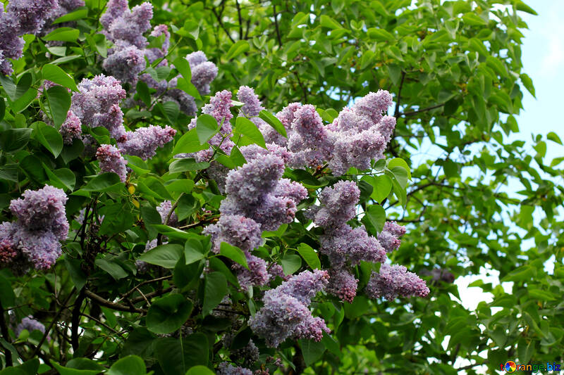 Lilac bushes №37403
