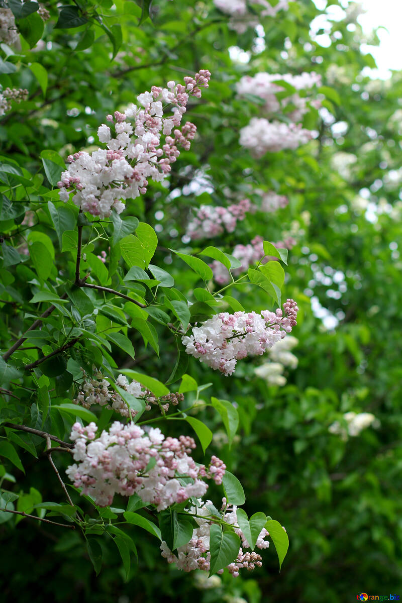 Lilac bushes №37462
