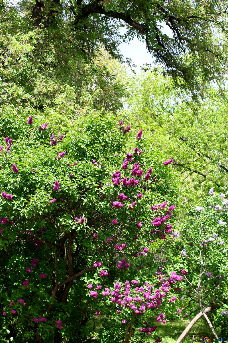 Buissons de lilas №37497