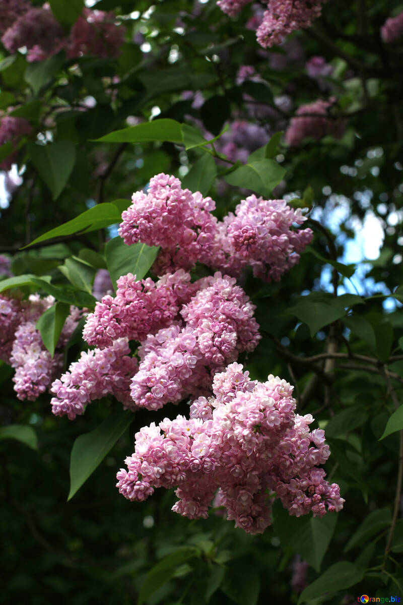 Lilac bushes №37594