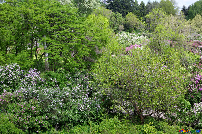 Lilac bushes №37638