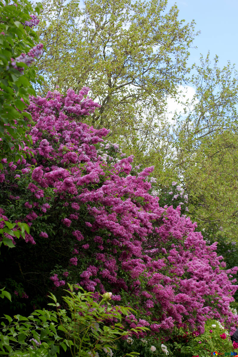 Buisson de lilas №37547