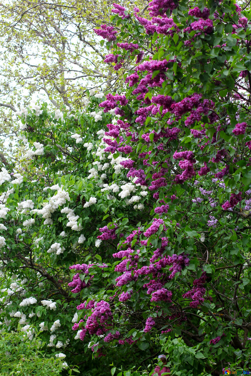 Diversos arbustos colores lilas №37508