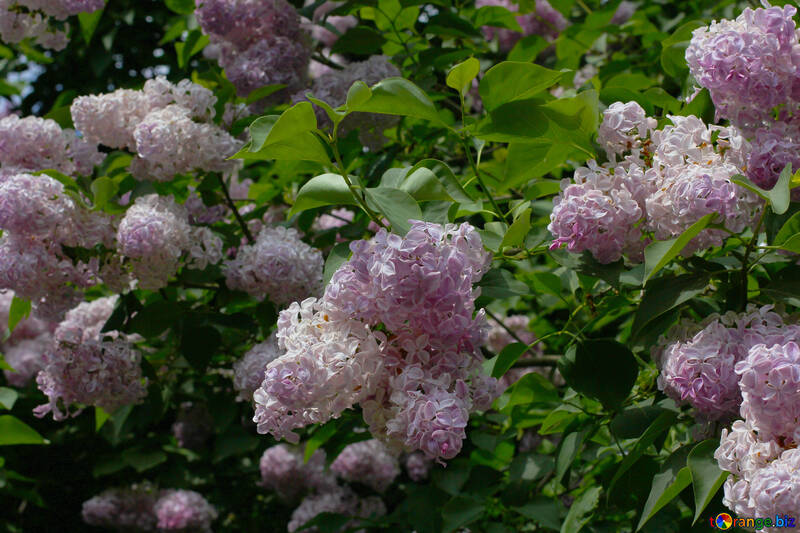 Light lilac bushes №37524