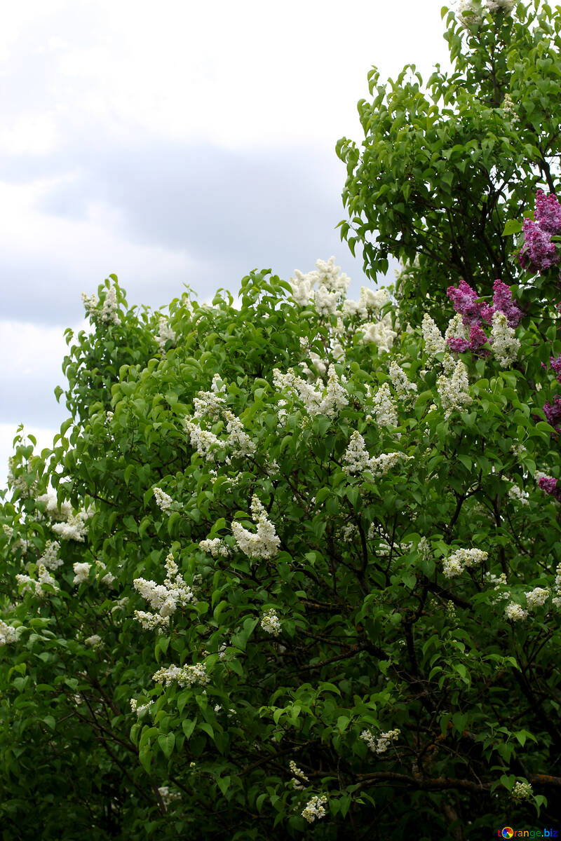 White lilac bushes №37506