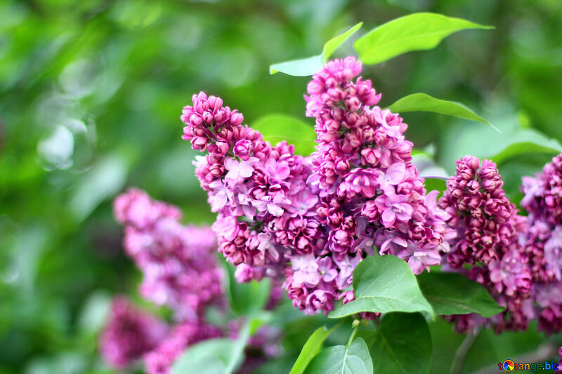 Blooming lilac №37618