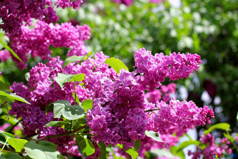 Bright picture with lilac flowers №37487