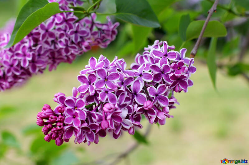 Lilac flowers №37404