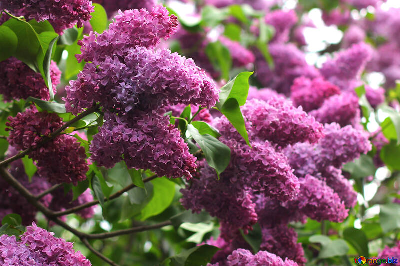 Flores lilas №37465