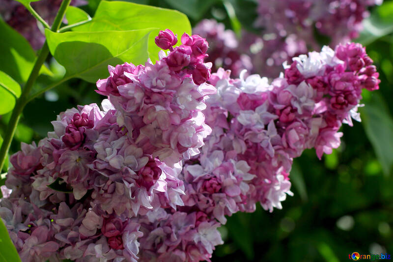 Lilac flowers №37479