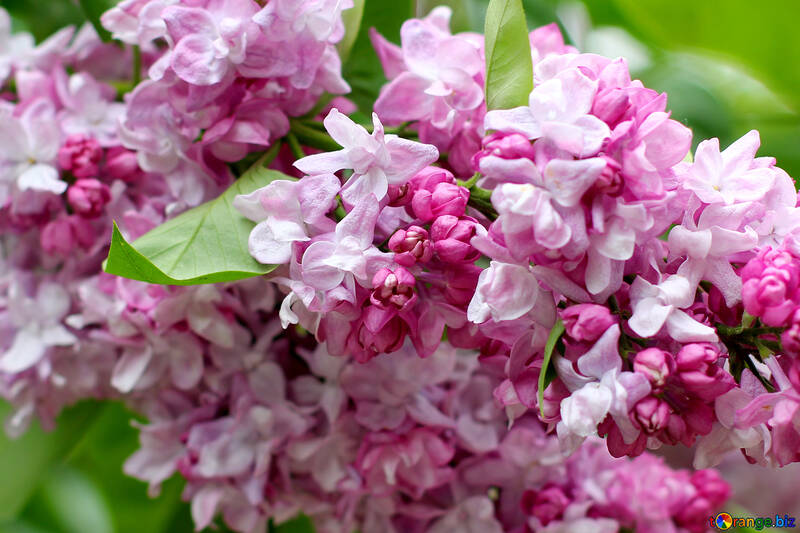 Lilac flowers №37482