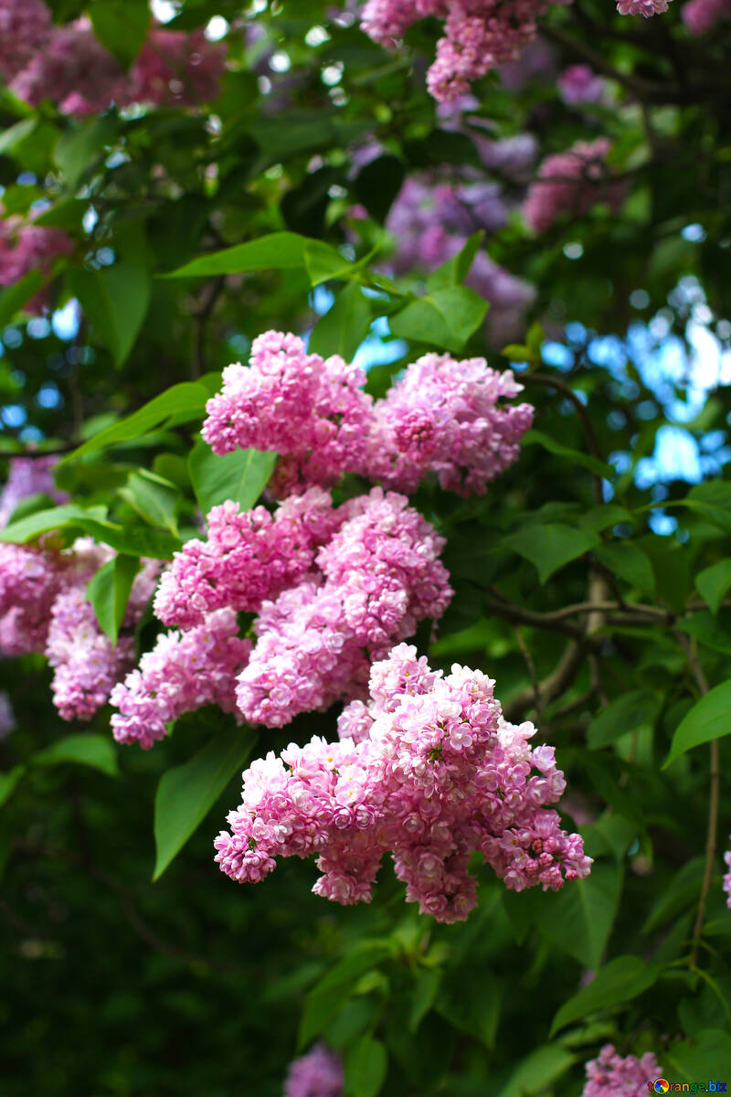 Lilac flowers №37593