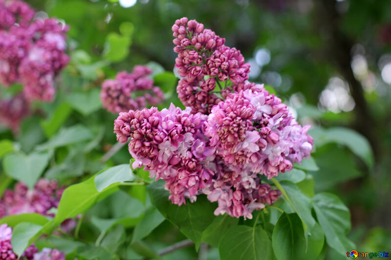 The flowers are lilac №37621