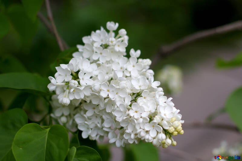 Lilas blancas hermosas №37576