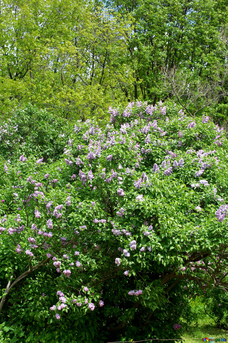 Lilac bloom in the Park №37495