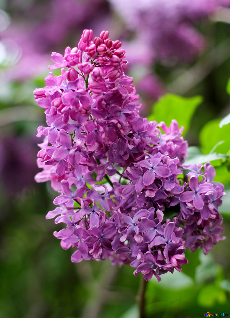 A branch of lilac №37458