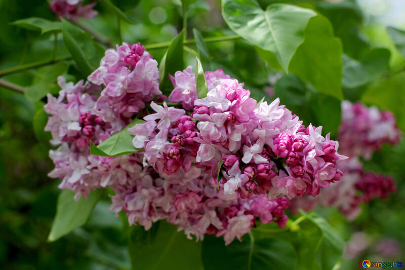 Lilas fleurs colorées №37486