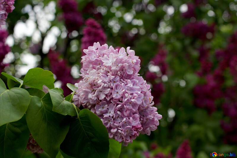 Lilac flower №37600