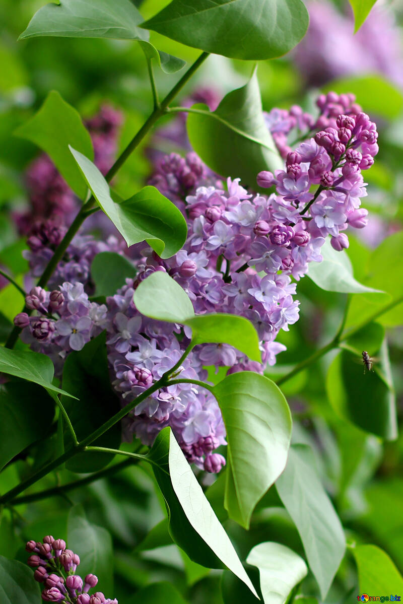 Lilac flowers №37474