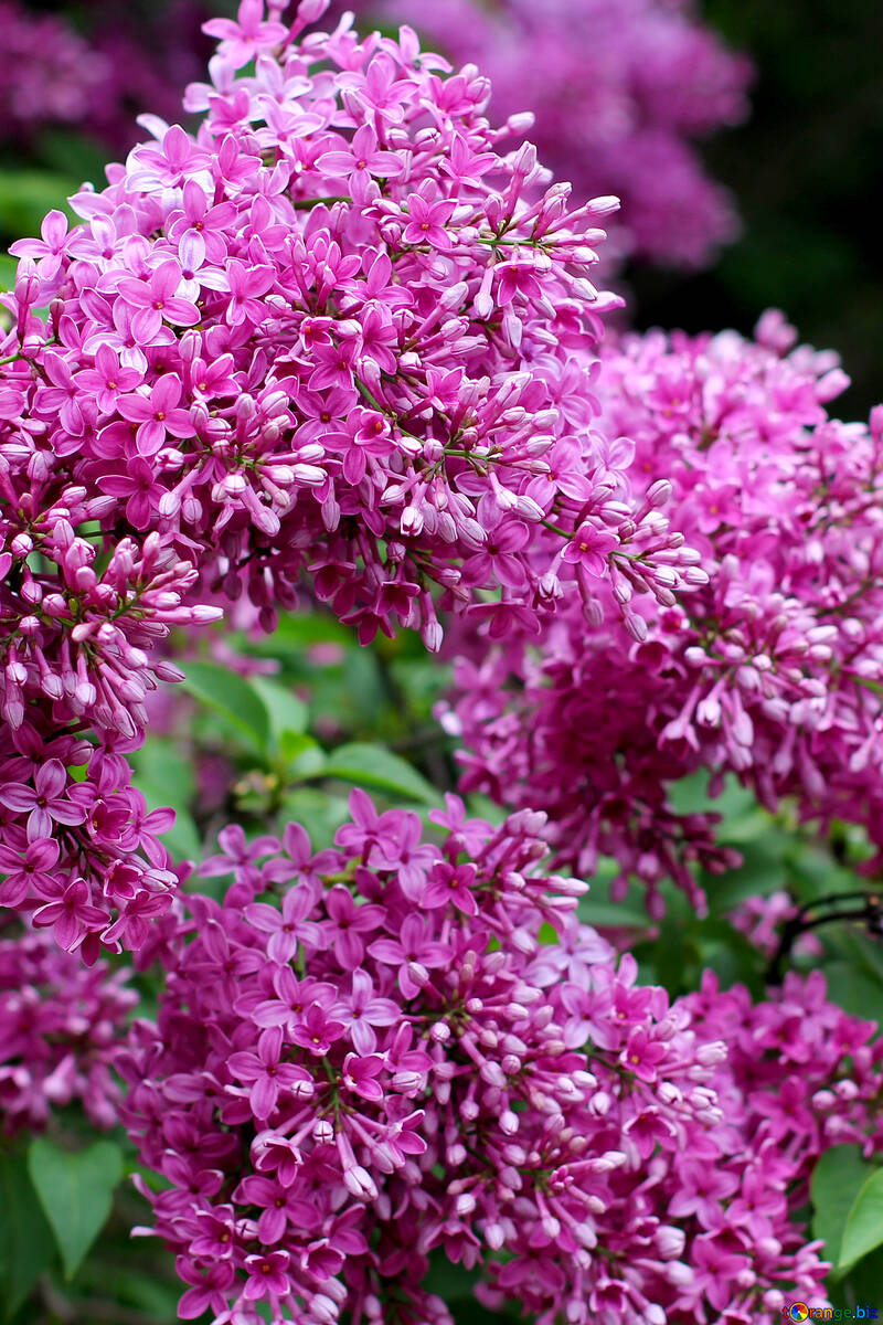 Flores lilás grandes №37546